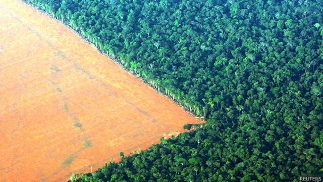 Amazonía: la deforestación amenaza la mitad de las especies de árboles -  BBC News Mundo