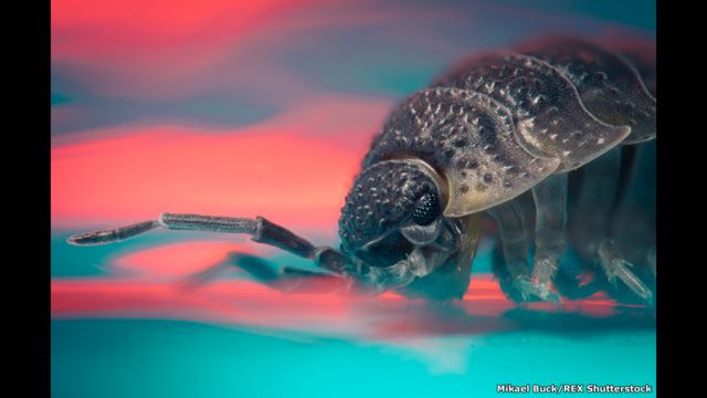 Os monstros de 'Guerra nas Estrelas' parecidos com animais da vida real -  BBC News Brasil