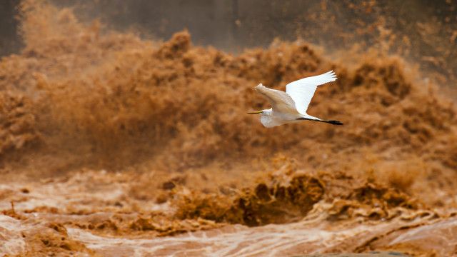 Garça voando em frente à barragem de Mascarenhas, no momento em que a lama de resíduos atingia o rio