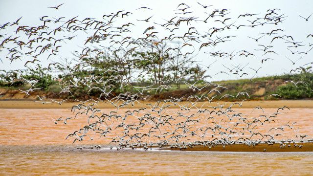 Andorinhas-do-mar voando em meio à água tomada pelos resíduos. Algumas dessas aves já são encontradas mortas pela região