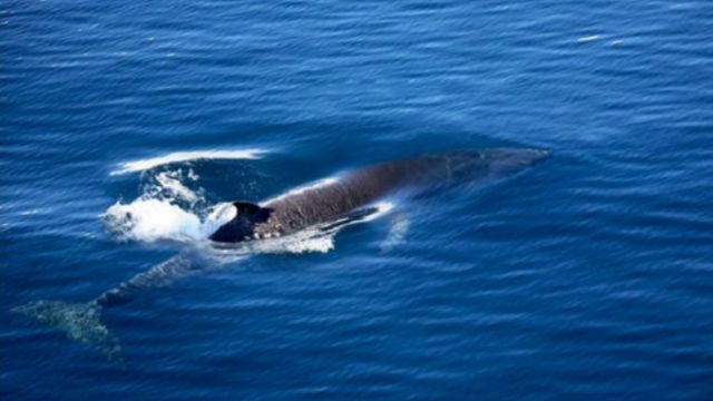Jepang lanjutkan perburuan paus di Antartika - BBC News ...