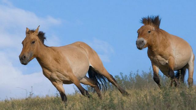 7 способов определения веса лошади