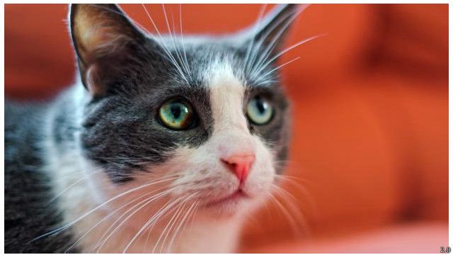 Kucing paham perasaan Anda - BBC News Indonesia