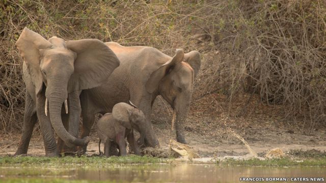 La espectacular y salvaje lucha de un bebé elefante y un cocodrilo - BBC  News Mundo