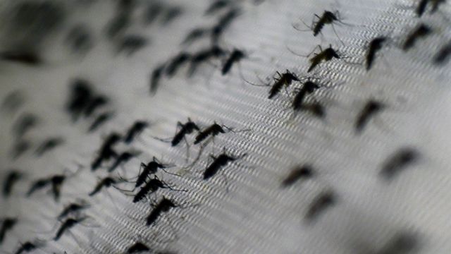 México Aprueba La Primera Vacuna Contra El Virus Del Dengue Bbc News Mundo 3141