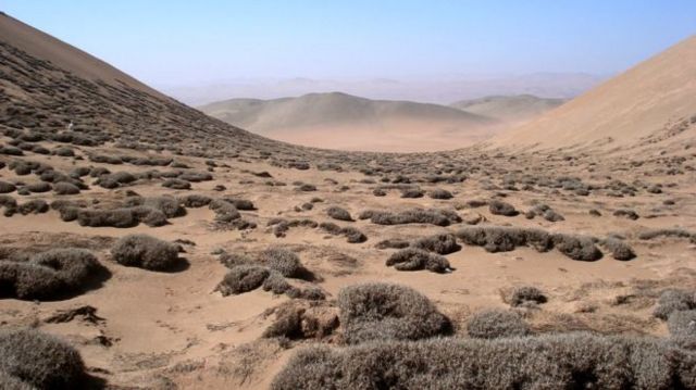 Chile: la rara especie del desierto Atacama que se alimenta de neblina -  BBC News Mundo
