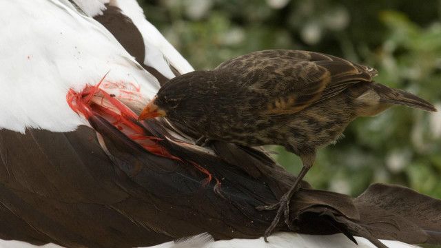 Conheca Sete Animais Vampiros Bbc News Brasil
