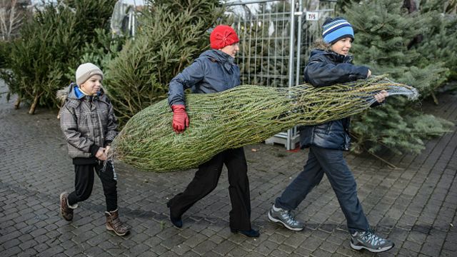 El dilema de cada año: ¿árboles de Navidad naturales o artificiales? - BBC  News Mundo