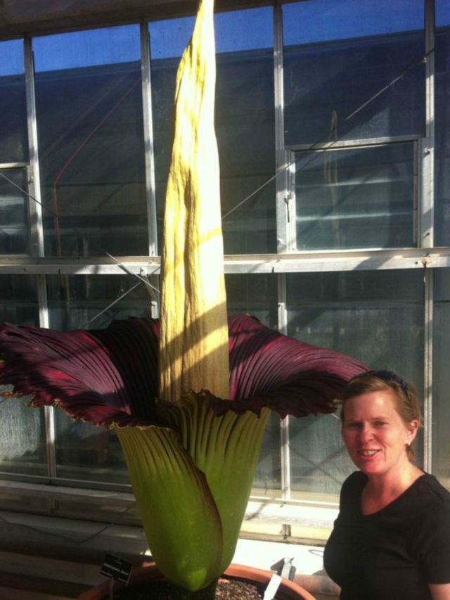 La rara y enorme flor que huele a muerto y que muchos hacen fila para ver -  BBC News Mundo