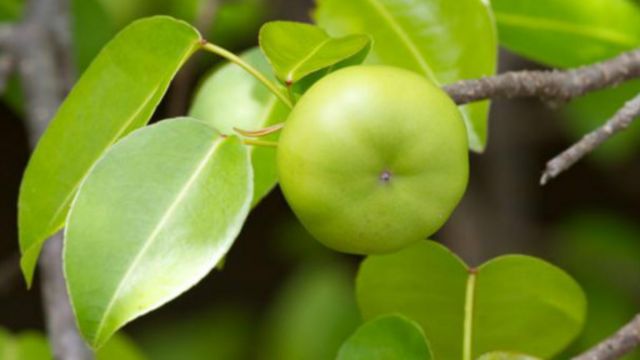 Ka san shuka mafi guba a duniya? - BBC News Hausa