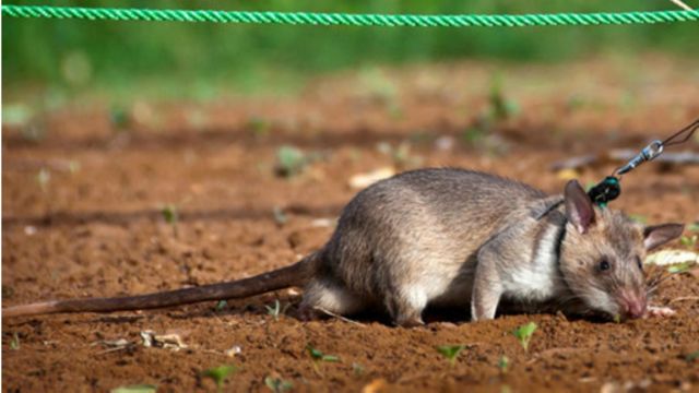 非洲巨鼠：受训成为“扫雷特工队” - BBC 英伦网