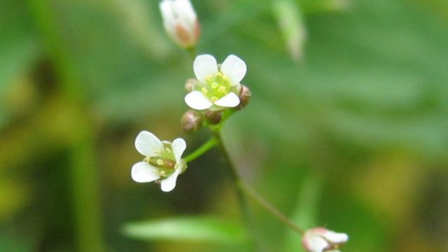Os Curiosos Remedios Usados Para Curar Reis E Rainhas Seculos Atras Bbc News Brasil