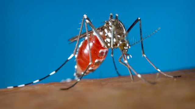Período da Olimpíada, em agosto, não costuma ser de proliferação do mosquisto, nem de doenças relacionadas a ele, dizem autoridades