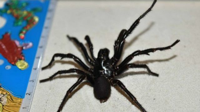 funnel-web spider