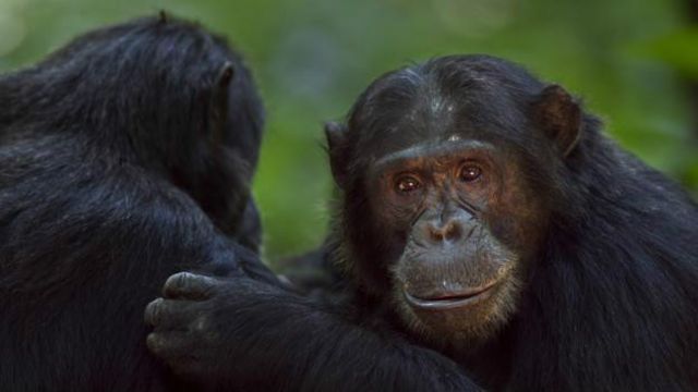 Chimpanzés criam laços sociais com afagos, e a fofoca seria uma maneira de ampliar essa comunicação
