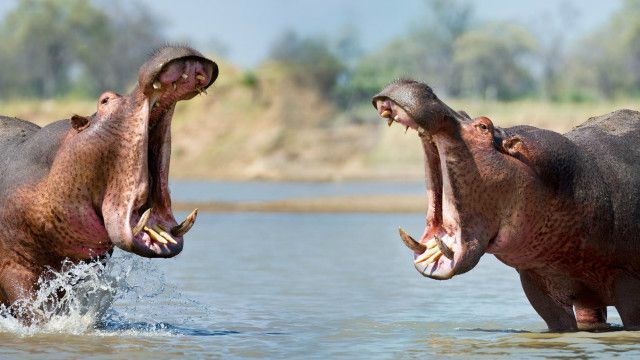 Por que você deve temer a risada de um hipopótamo - BBC News Brasil