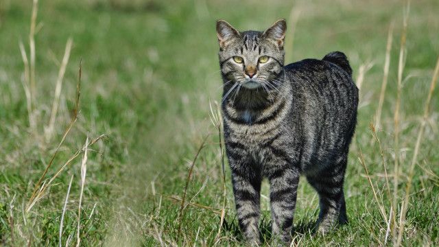 Mengapa kucing Manx di Inggris tak punya ekor? - BBC News Indonesia