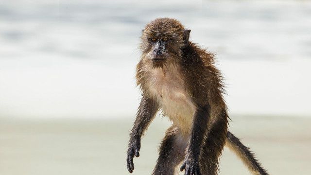 Zoologia: o macaco que atravessou o Atlântico em uma balsa