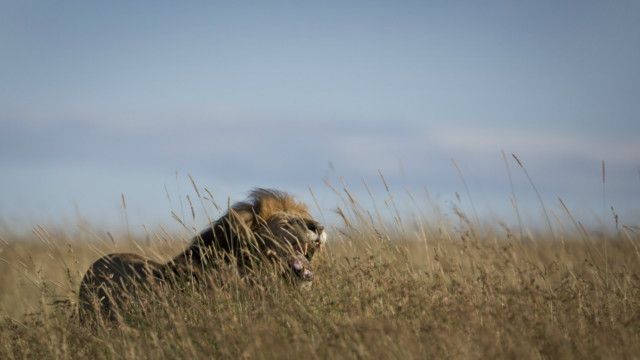 Singa Kenya