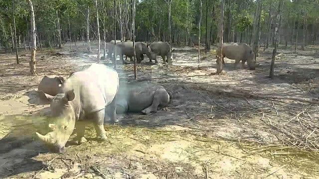 CITES Việt Nam giả định Safari Phú Quốc "mượn tê giác của các vườn thú trong nước"