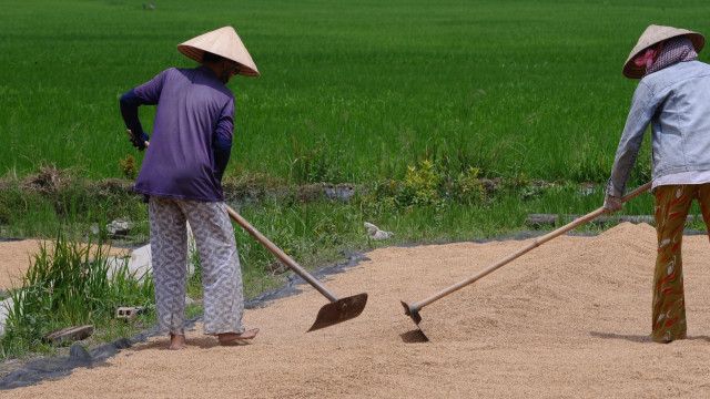 Xâm nhập mặn sẽ đe dọa vụ lúa xuân hè của nông dân miền Tây Nam Bộ