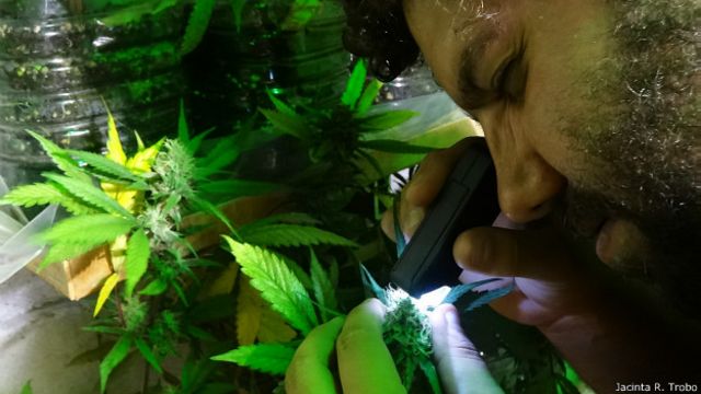 Uruguay: una mañana en un club cannábico donde siembran y distribuyen  marihuana legalmente - BBC News Mundo