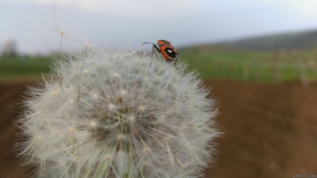 Sizin Fotograflariniz Nokta Nokta Bbc News Turkce