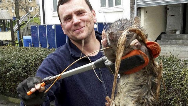 Homem encontra rato gigante no quintal de sua casa