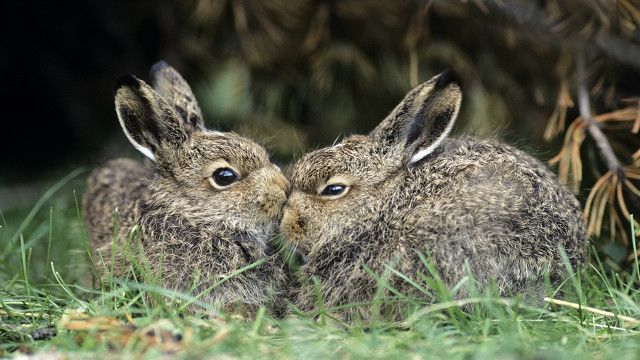 Cuál es el animal que tiene más crías (y no es el conejo)