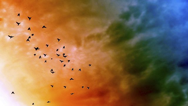 Viven en el cielo pero al morir, caen.