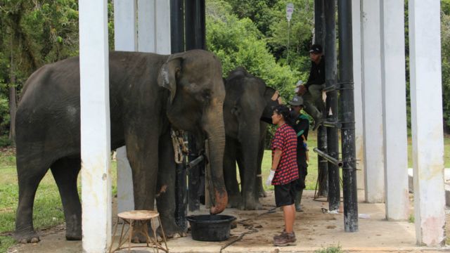 Ketika gajah  gajah  di Bengkulu pergi ke dokter BBC News 