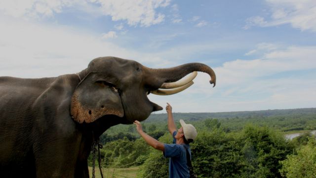 Ketika gajah-gajah di Bengkulu pergi ke dokter - BBC News Indonesia