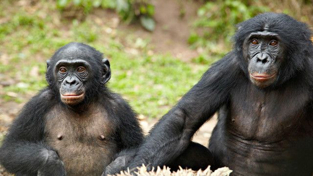A vida sexual dos bonobos, os macacos 'feministas' - BBC News Brasil