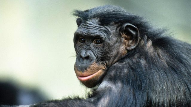 Macaco Chimpanzé Fêmea com Filhote
