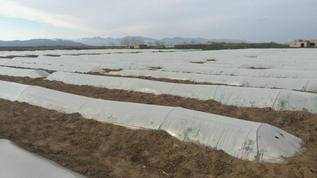 رونق صنعت کشت گلخانه ای در ولایت فراه افغانستان Bbc News فارسی