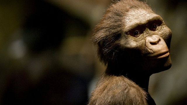 Без хвоста и с большим мозгом: насколько мы ушли от обезьян