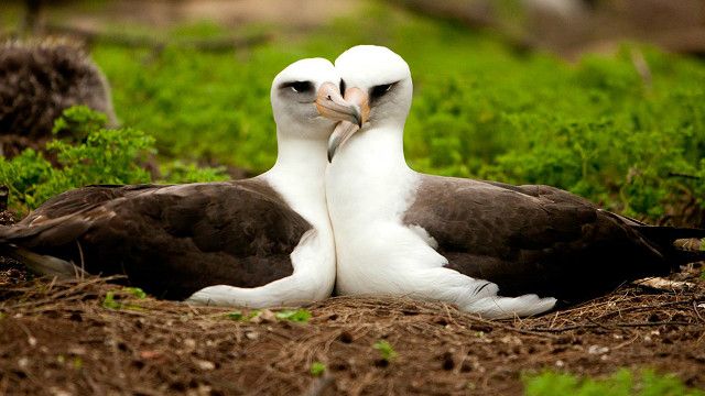 Чому один партнер на все життя – це не так природно? - BBC News Україна
