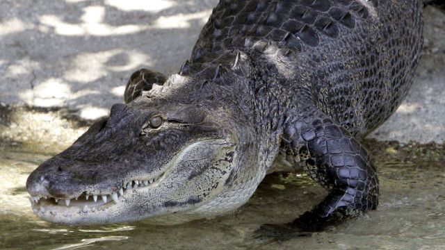 美國奧蘭多迪士尼樂園外遭鱷魚拖下水男孩遺體尋獲- BBC News 中文
