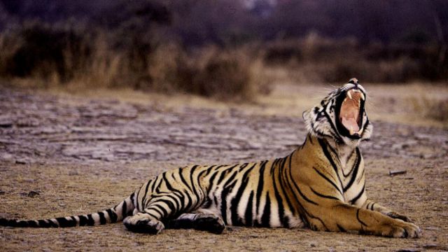 Популяция тигров в мире выросла впервые за несколько десятилетий - BBC News  Русская служба