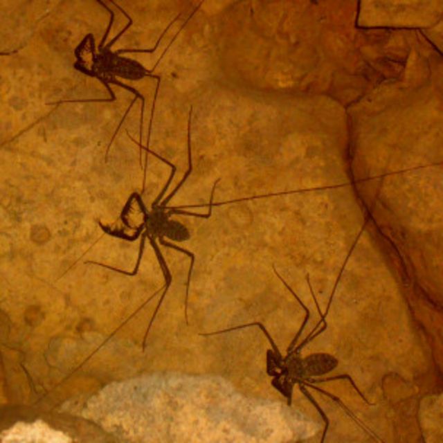 Las arañas látigo pueden medir de 5 a 70 cm.