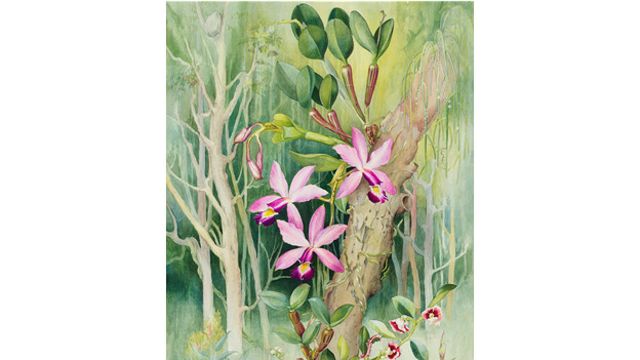 Margaret Mee, la ilustradora que reveló secretos de las flores de