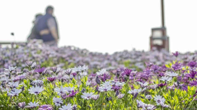 Sizin fotoğraflarınız: Bahar - BBC News Türkçe