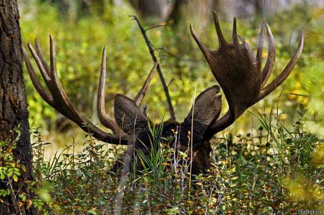 El Alce Salvaje El Animal Que Se Beneficia Del Cambio Climatico Bbc News Mundo