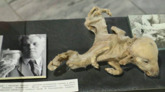 車諾比博物館中展出的畸形動物標本。