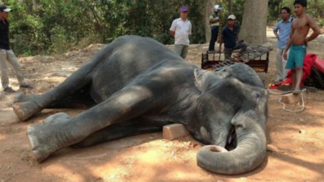 elephant