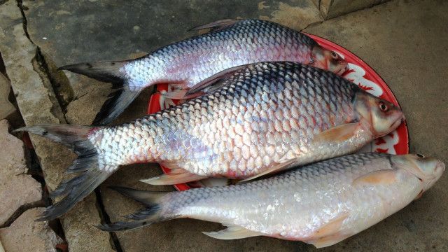Những con cá Mekong to lớn ngày càng ít đi, người dân dọc Mekong ngày càng đói