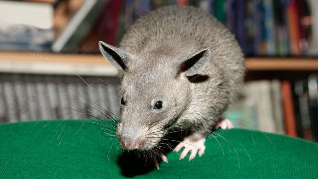 Bí mật về những chú chuột khổng lồ - BBC News Tiếng Việt