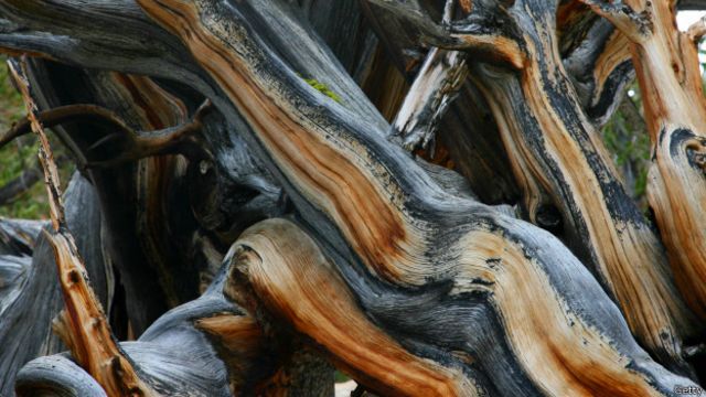 Por qué nunca vas a poder conocer el árbol más viejo del mundo - BBC News  Mundo