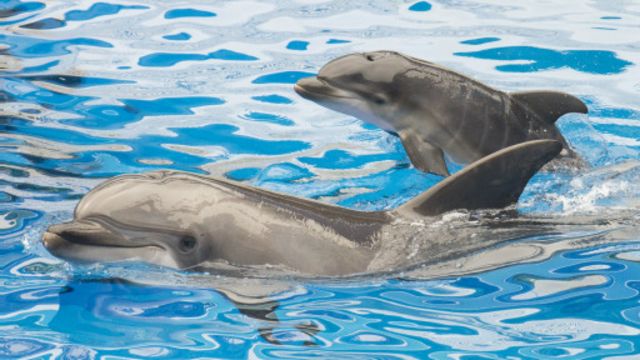 会调换孩子的海豚妈妈 c 英伦网