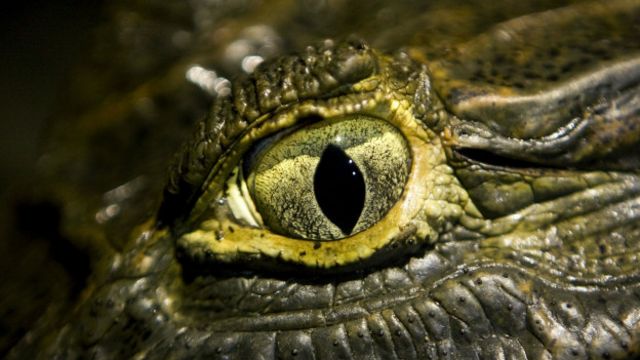 El secreto detrás de la aguda visión de los cocodrilos - BBC News Mundo